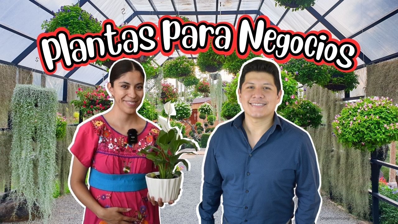 Plantas para Negocios y Oficinas
